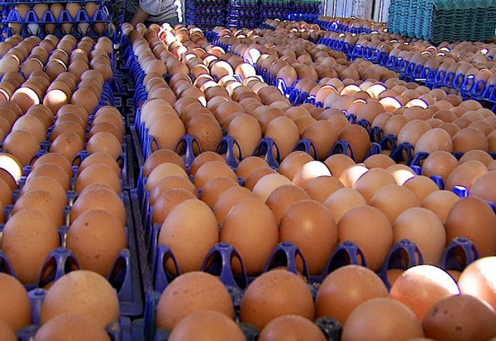Setor de ovos espera se beneficiar de crise e vender mais - Canal Rural