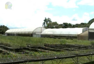 Tecnologia do Campo mostra uma nova técnica de multiplicação de cana com uso de mudas pré-brotadas