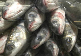 Produção de peixes alcançou 483,24 mil toneladas em 2015