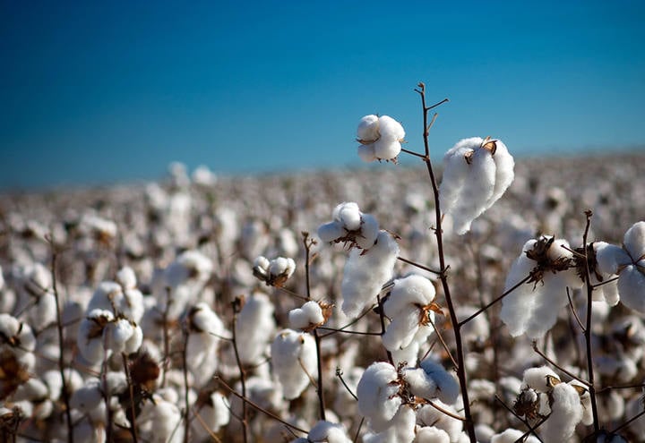 Área plantada de algodão atinge 40% do total na Bahia, diz Abapa
