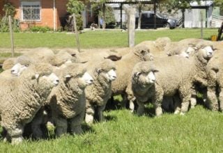 Raça de ovinos corriedale representa 60% do rebanho do Rio Grande do Sul