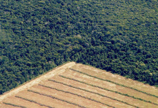 Código Florestal: entenda o histórico da legislação ambiental brasileira