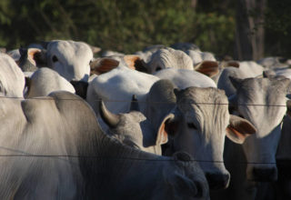 GTA eletrônica está disponível para abate de bovinos em Mato Grosso