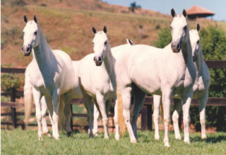 Cavalo mangalarga reúne bons andamentos, resistência e docilidade