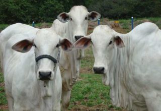 Preço do boi gordo é destaque entre as notícias de pecuária mais vistas