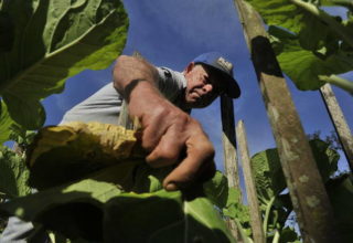 Agricultura, pecuária e construção lideram rotatividade no trabalho