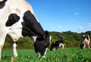 Gado holandês impulsiona produção de leite no Brasil