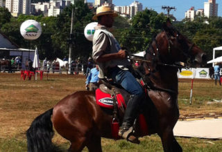 Cavalo de sela mangalarga marchador é conhecido pelo conforto que proporciona aos cavaleiros e amazonas