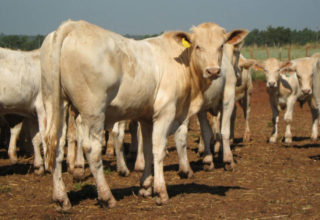 Canchim é união da rusticidade do zebu com rendimento de carne do gado europeu
