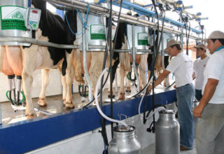 Com maior oferta de leite, preço pago ao produtor cai 1,15% em outubro