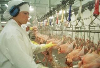 Exportações de carne de frango caem 9,8% em janeiro