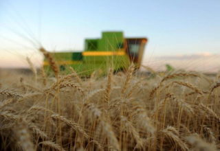 Preço baixo desanima produtor de trigo no Paraguai