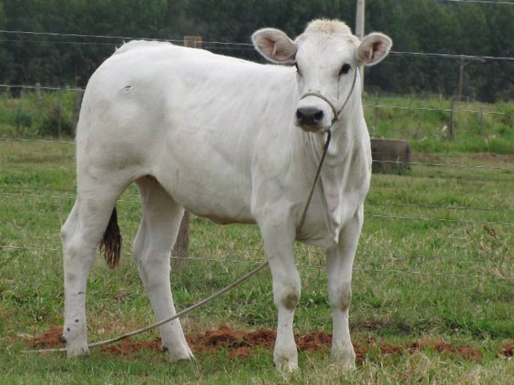 Adaptabilidade do gado da raça marchigiana é apreciada por pecuaristas brasileiros