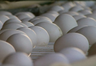 Demanda de ovos começa a reagir e preços sobem
