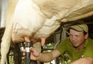 Menor demanda por leite gera baixa remuneração a produtores de Mato Grosso
