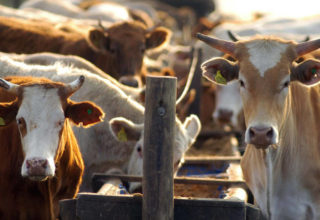 Exportações brasileiras de carne bovina caem 24% em faturamento