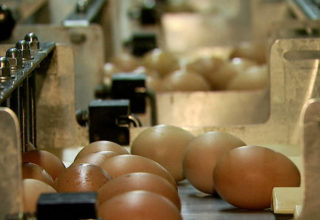 Exportação de ovos em 2015 cresce 53,5%, para 18,7 mil toneladas