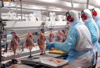 Carne de frango na indústria