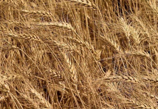 Preço pago ao produtor de trigo subiu 13% em setembro