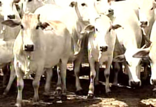 Mesmo pouco difundida, Brasil tem maior rebanho comercial do mundo do gado da raça puganôr
