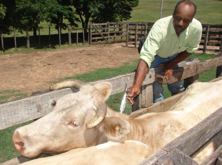 Pecuaristas gaúchos com até 30 cabeças de gado têm vacina contra aftosa de graça
