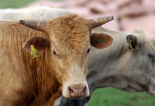 Faturamento da produção agrícola brasileira deve crescer 4% em 2015, diz CNA