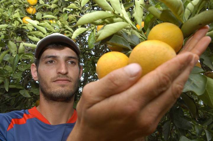 Citricultura deve encolher na nova safra, depois de um ano com seca, pragas e insumos mais caros