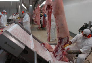 Cotação do suíno vivo deve terminar 2014 em alta