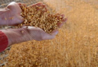 USDA reduz área para soja e aumenta para milho em relatório