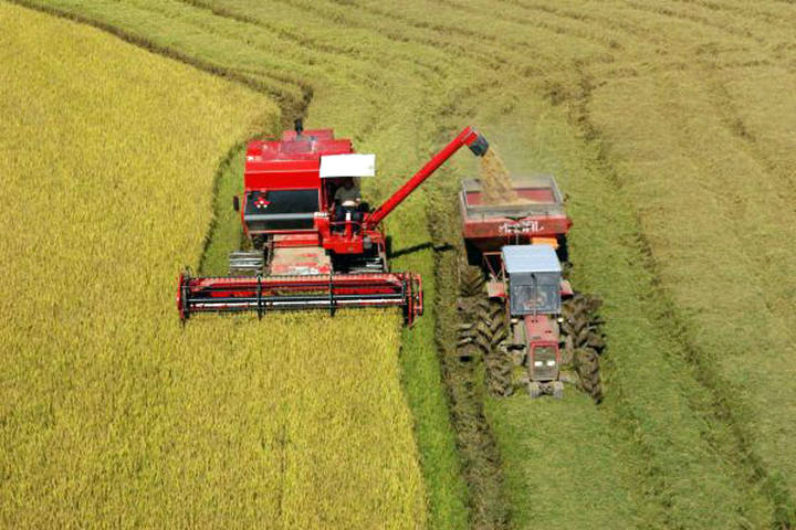 Produtores de arroz do Rio Grande do Sul querem revisão do preço mínimo