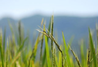 Evento de abertura da colheita do arroz terá palestras sobre cuidados com o grão