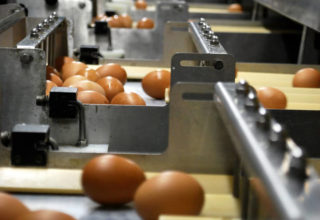 Preços dos ovos sobem 15%