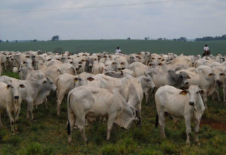 Raça nelore domina criação de gado no país