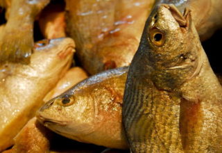 Mato Grosso é o maior produtor nacional de peixes, segundo o IBGE