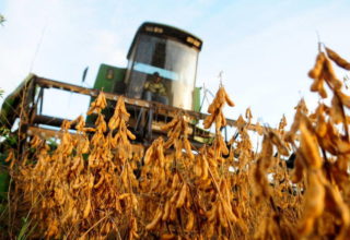 Resultados do USDA forçam venda no mercado de soja