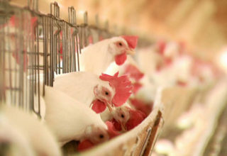 Abate de frangos no Paraná atinge 1,61 bilhão de cabeças, diz Sindiavipar