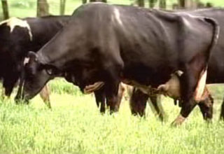 Gado girolando é responsável por 80% da produção de leite no Brasil