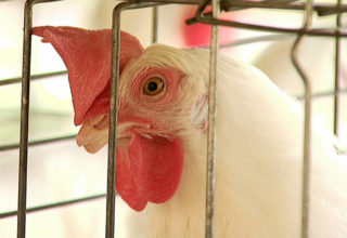 Alemanha suspeita de novo caso de gripe aviária