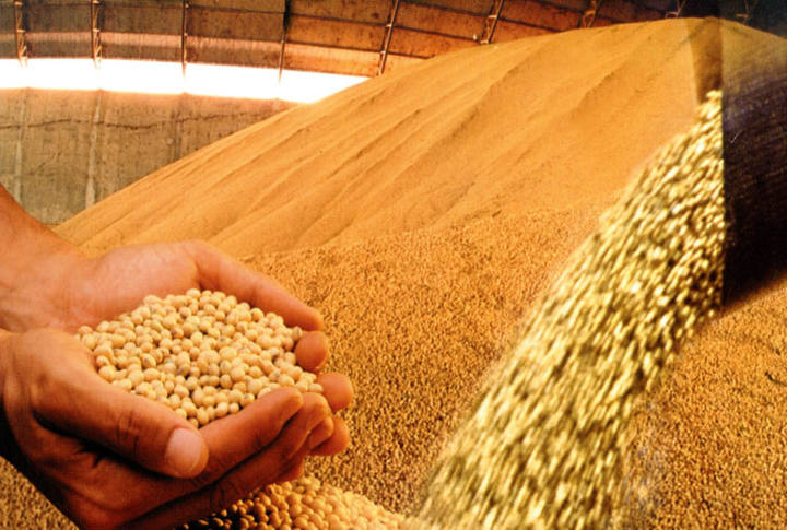 Exportações do complexo soja sobem 52,4%