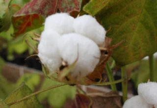 Valor do algodão cai na virada do mês