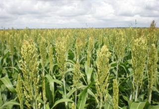 Ceres e Raízen produzirão etanol de sorgo sacarino