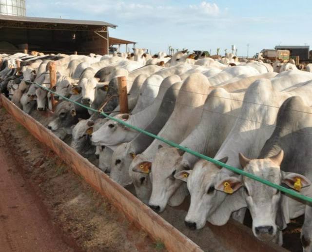 Confinamento de bovinos crescerá 7,7% em 2015