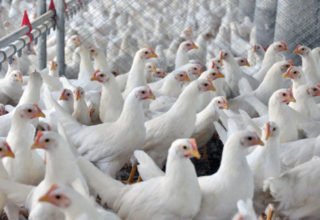 Temporais causam morte de 22 mil frangos em Sorocaba (SP)