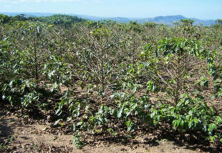 Café irrigado: 8% de área de Monte Carmelo (MG) está com outorga suspensa para uso de água