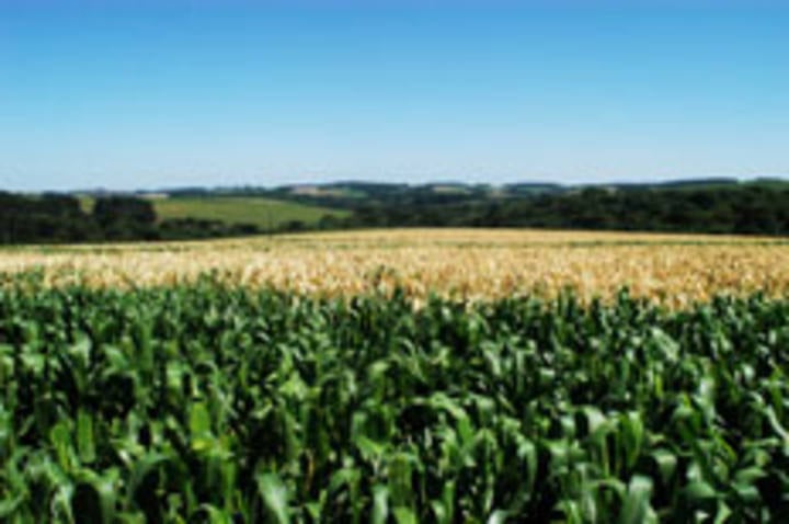 Consultoria reduz estimativa de produção brasileira de milho