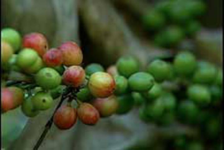 Fábrica de cápsulas da Nestlé em Minas Gerais vai valorizar grão brasileiro de qualidade