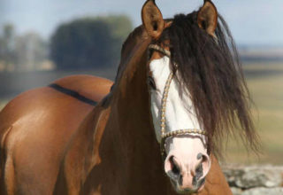 Leilão Niazzi Cavalos Crioulos oferta uma seleção de 45 animais da raça