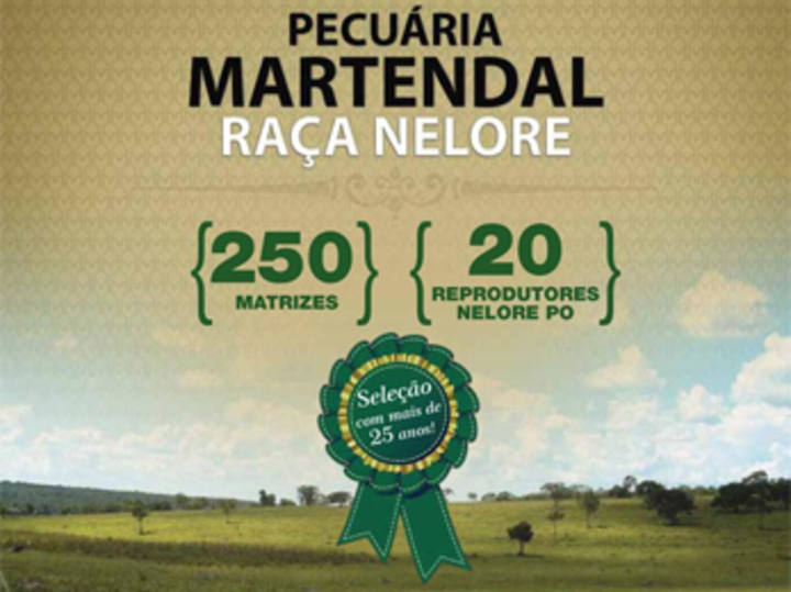 9º Leilão Virtual Martendal Raça Nelore oferta 250 matrizes e 20 reprodutores nelore