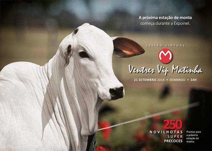 Leilão Virtual Ventres Vip Matinha oferta 250 novilhotas super precoces