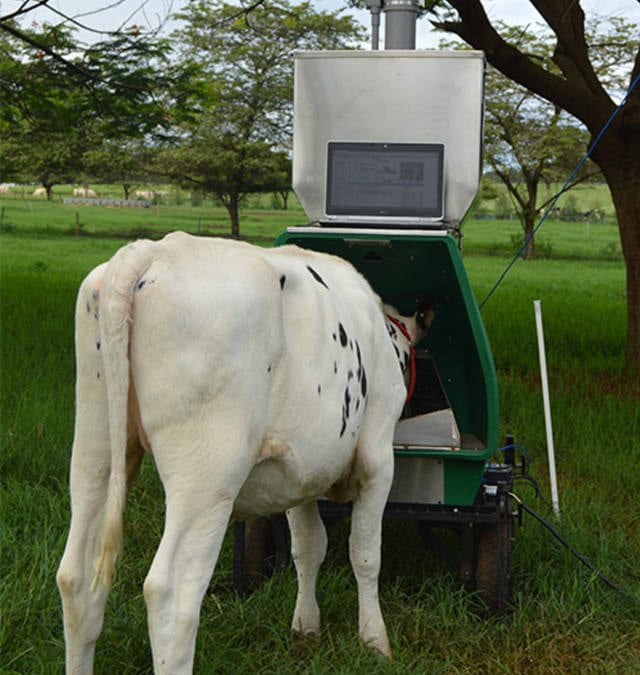 Cocho automatizado mede gases de efeito estufa na bovinocultura